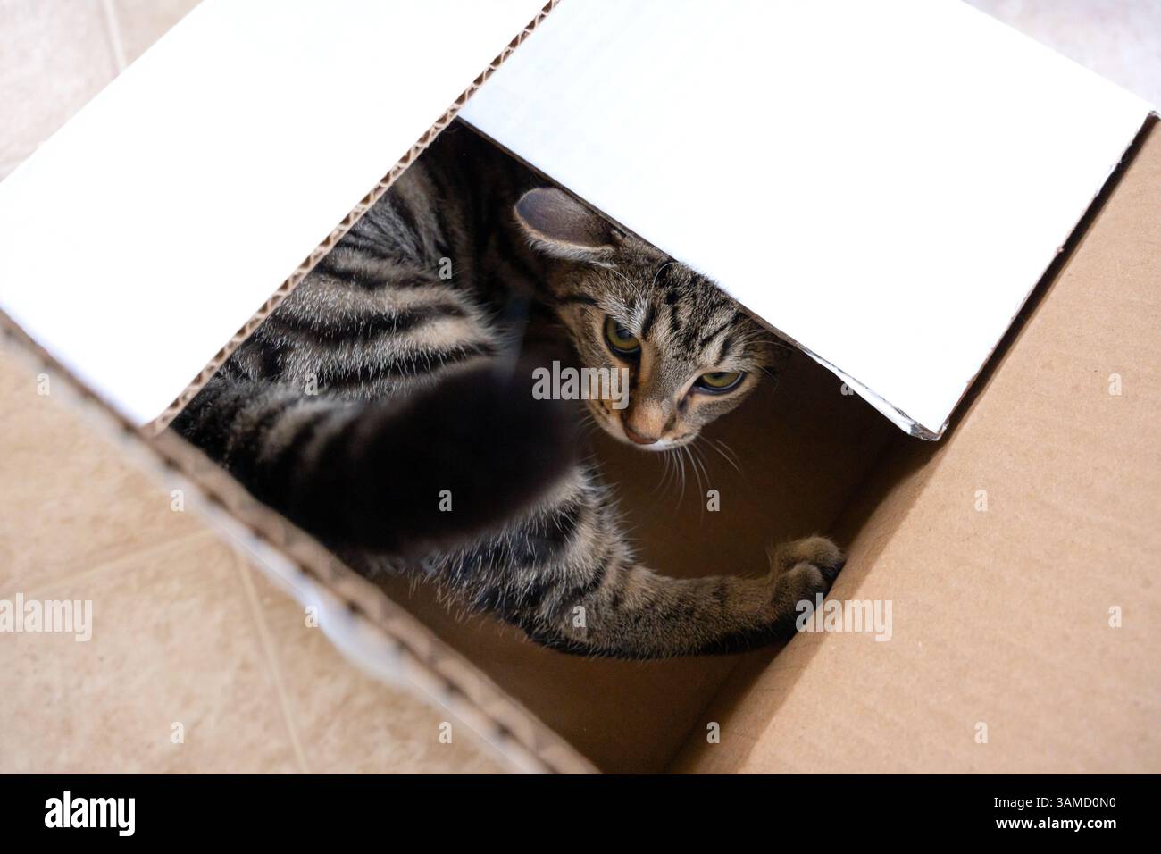 Niedliches Tabby-Kätzchen mit grünen Augen, das in einem Karton sitzt und neugierig aufblickt. Perfekt für Haustieradoptionen, Katzenurlaub Stockfoto