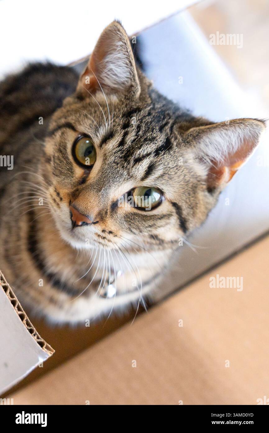 Niedliches Tabby-Kätzchen mit grünen Augen, das in einem Karton sitzt und neugierig aufblickt. Perfekt für Haustieradoptionen, Katzenurlaub Stockfoto