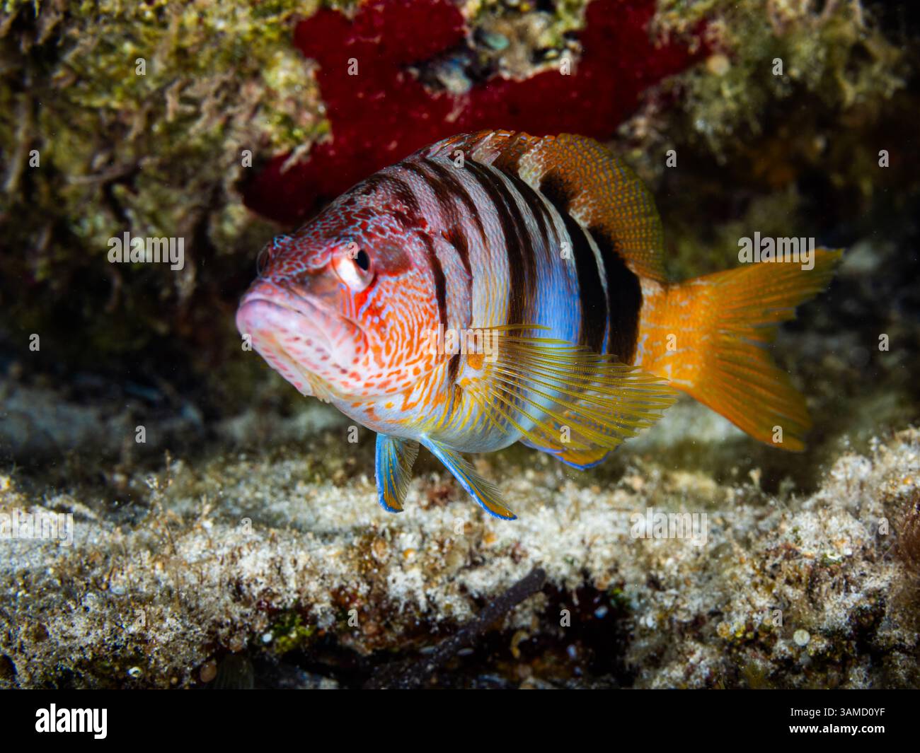 Gemalter kamm aus Zypern Stockfoto