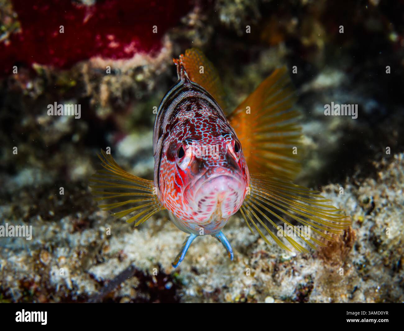 Gemalter kamm aus Zypern Stockfoto