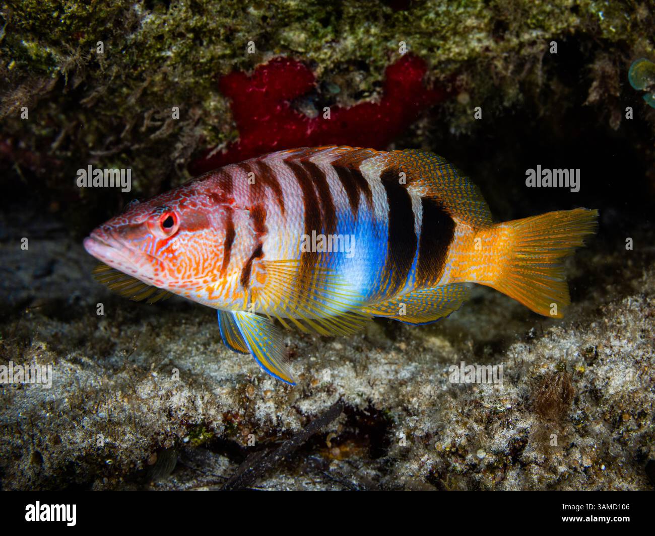 Gemalter kamm aus Zypern Stockfoto