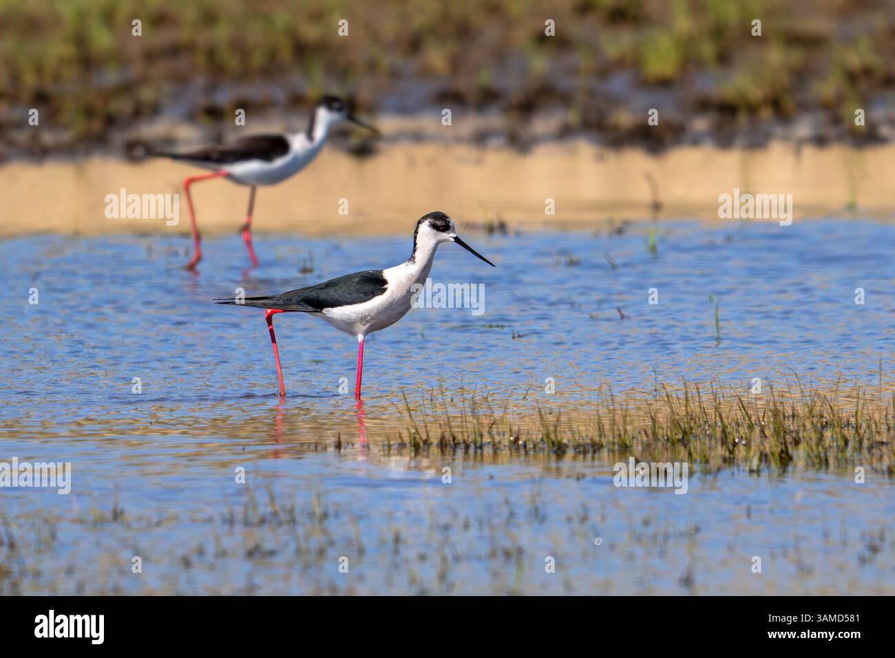 Schwarzflügelstelzen (Himantopus himantopus) zwei ausgewachsene Männchen, die im Frühjahr im Flachwasser des Teichs im Feuchtgebiet auf der Suche sind Stockfoto