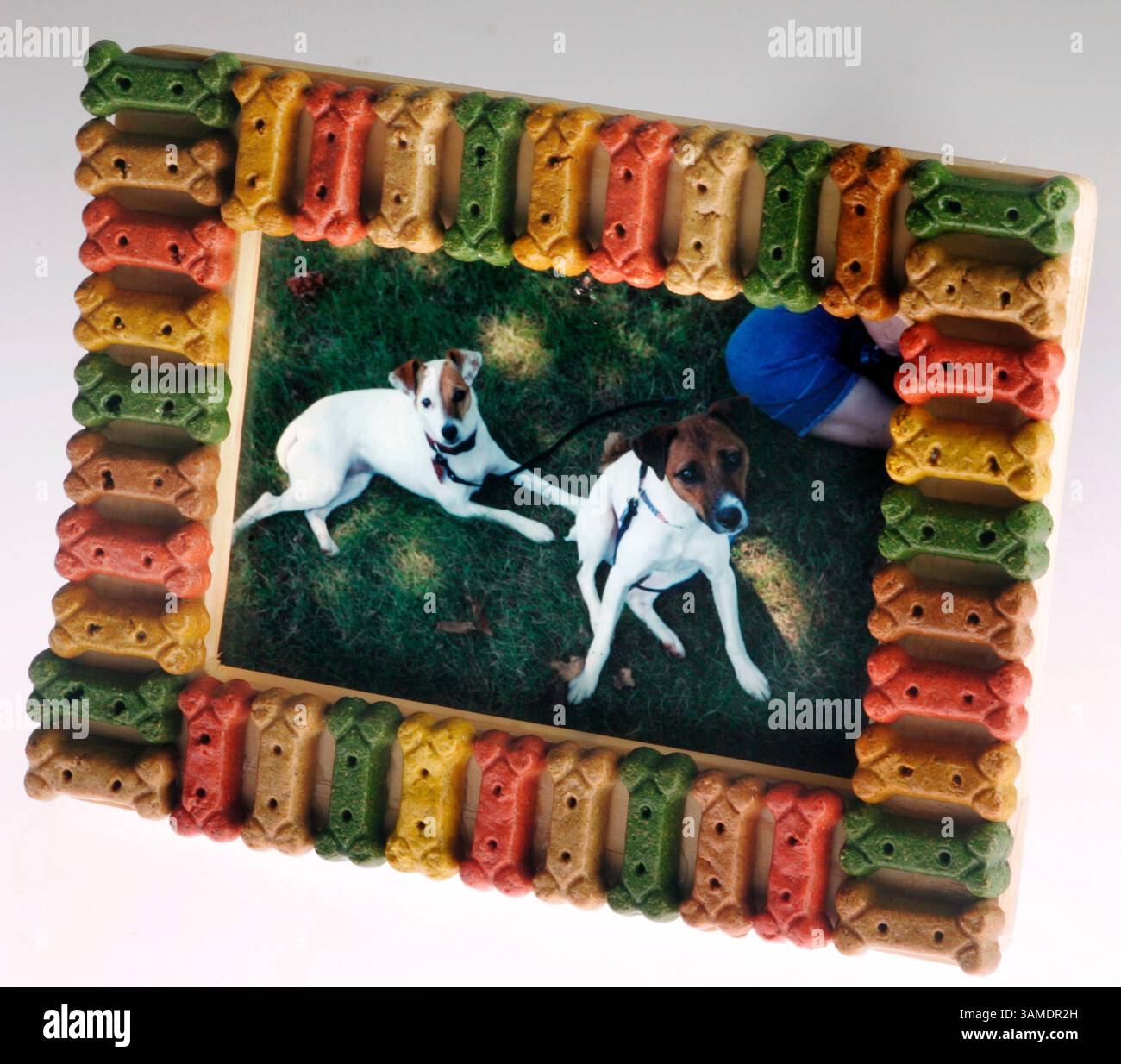 29. August 2011 - Akron, OH, USA - feiern Sie den besten Freund des Mannes mit diesem Hundekeks-Bilderrahmen-Projekt. (Ed Suba Jr./Akron Beacon Journal/MCT) (Kreditbild: © Ed Suba Jr/MCT/ZUMAPRESS.com) Stockfoto