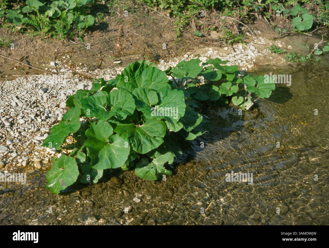 Coltsfoot, farfara, Tussilago farfara, Asteraceae, Subiaco, Aniene River, Latium, Italien, Europa Stockfoto