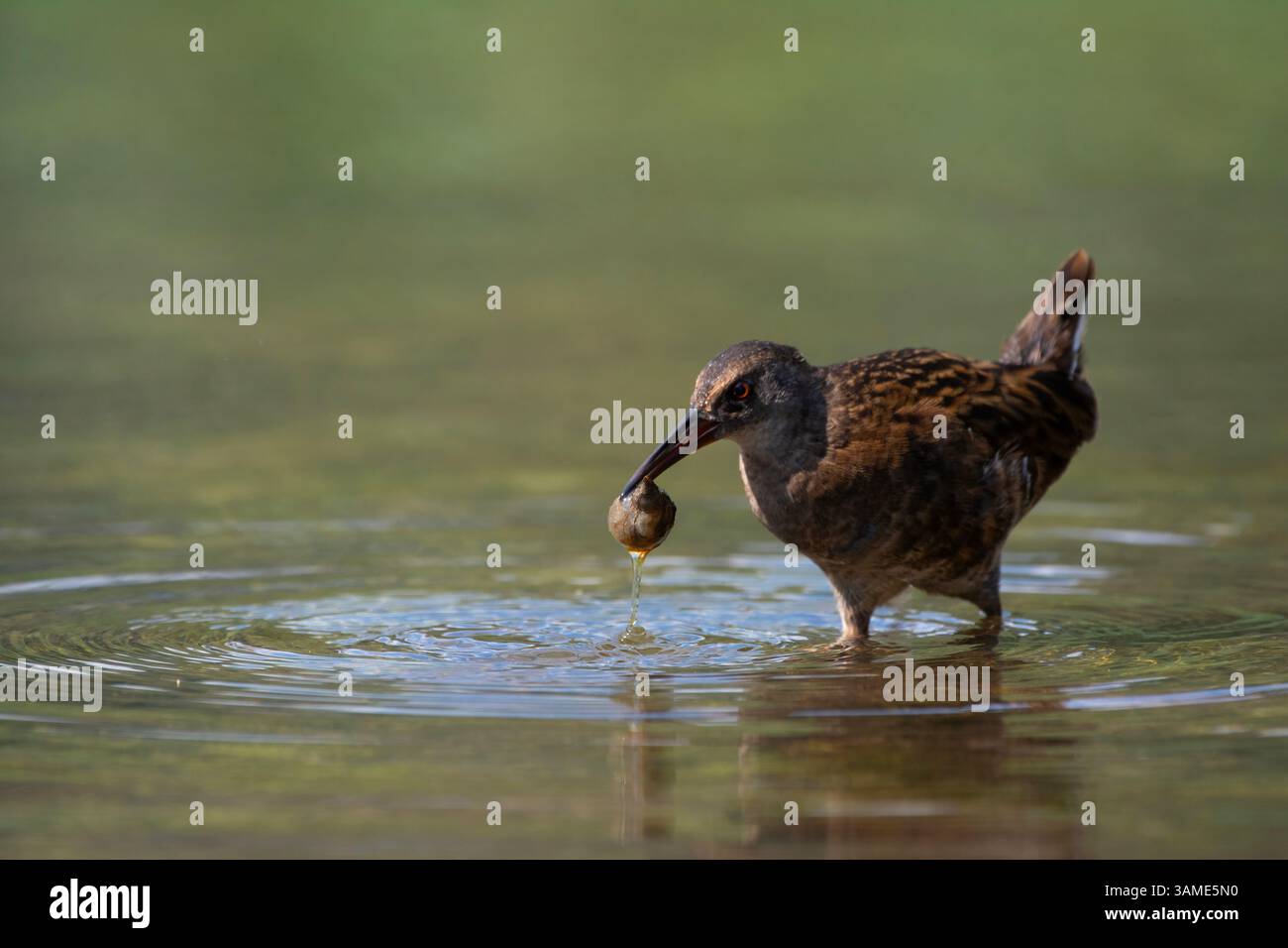 Wasserschiene (Rallus aquaticus), die eine Schnecke im Schnabel hält, während sie in einem flachen Süßwasserhabitat in Ungarn auf Nahrungssuche geht. Stockfoto