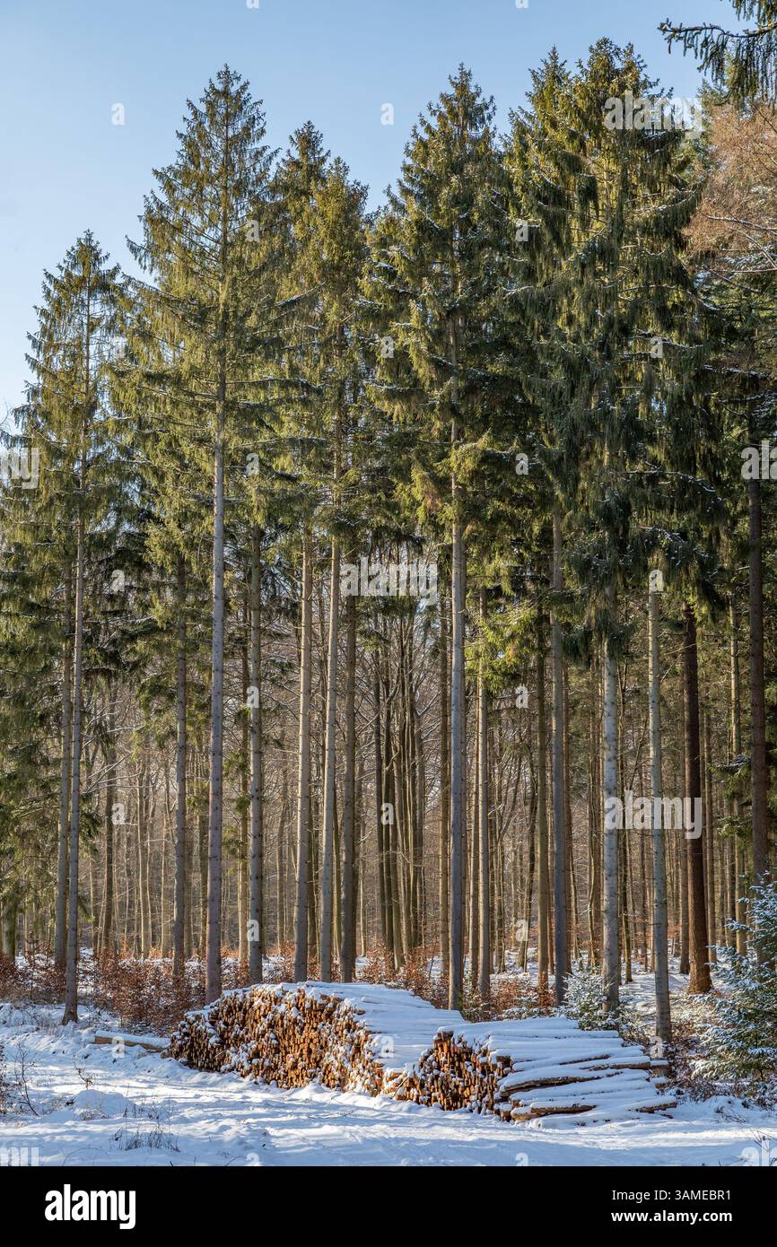 Schneebedeckter Baumstapel im Gewerbewald Stockfoto