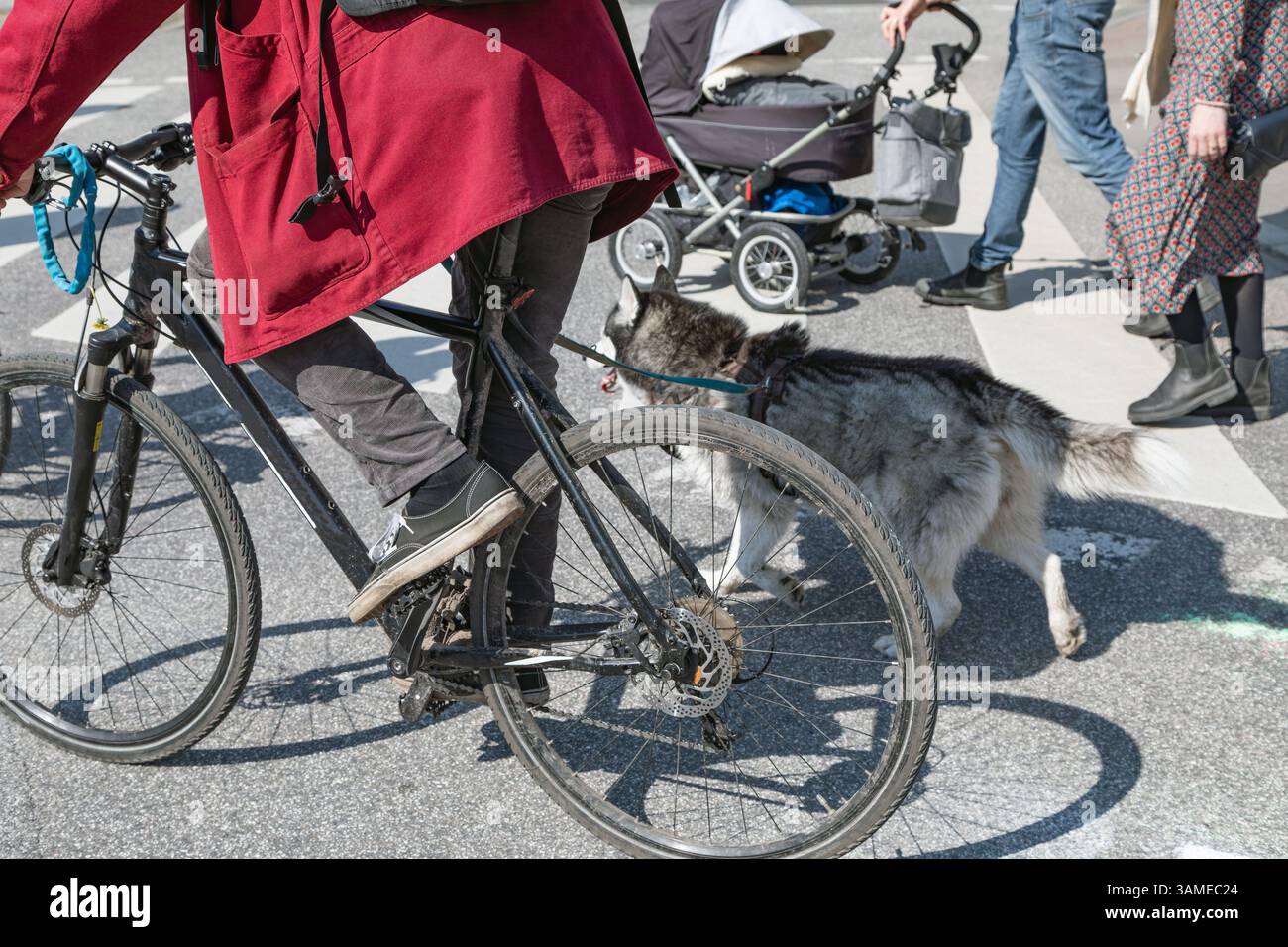 Radfahrer mit Hund an der Leine überholt Familie mit Kinderwagen Stockfoto