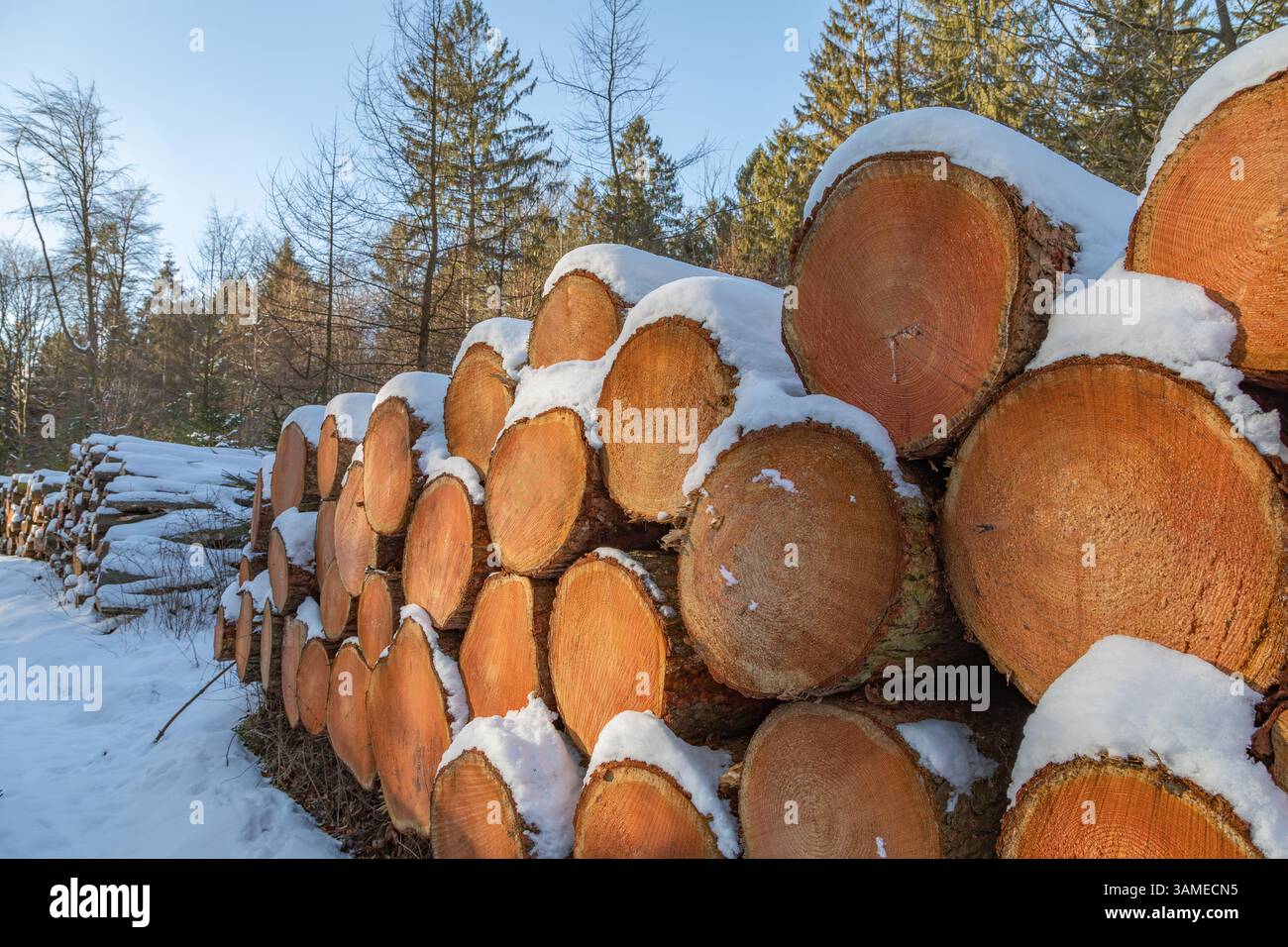 Schneebedeckter Baumstapel im Gewerbewald Stockfoto
