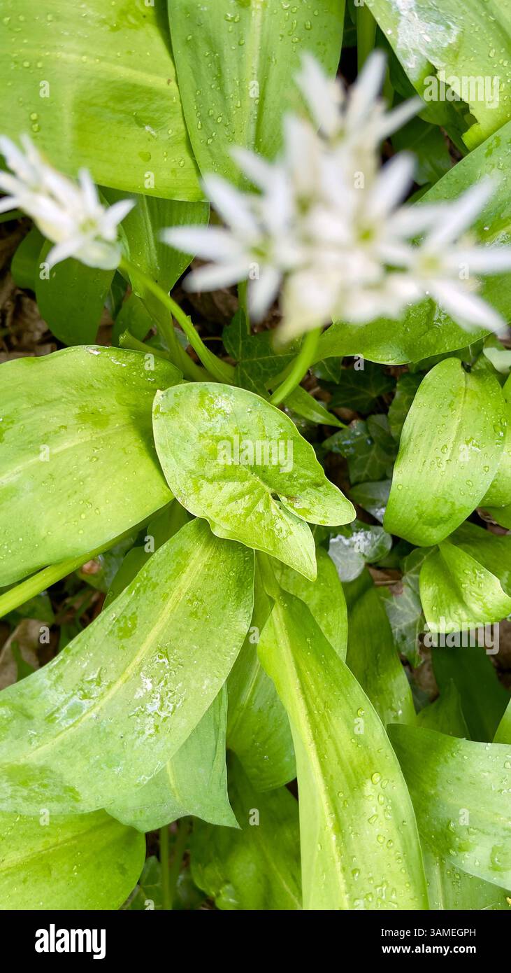 Giftige Arum maculatum-Blätter verstecken sich unter essbaren Ramson-Blättern (wilder Knoblauch), was die Bedeutung einer sorgfältigen Pflanzenidentifizierung bei der Nahrungssuche unterstreicht Stockfoto
