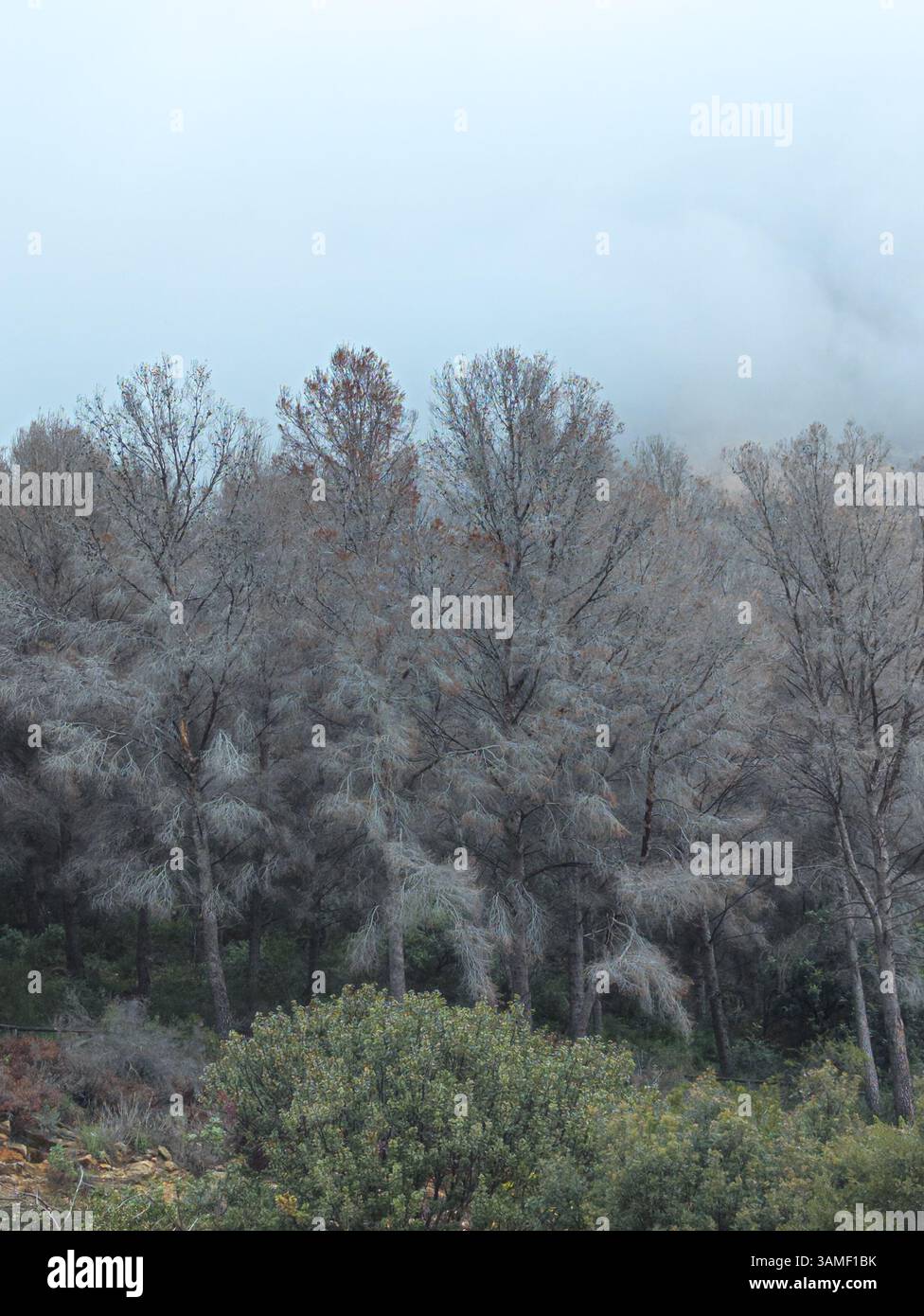 Durch Rindenkäfer infizierte Kiefern. Durch Tominus piniperda und Tomicus destruens getötete Kiefern. Stockfoto