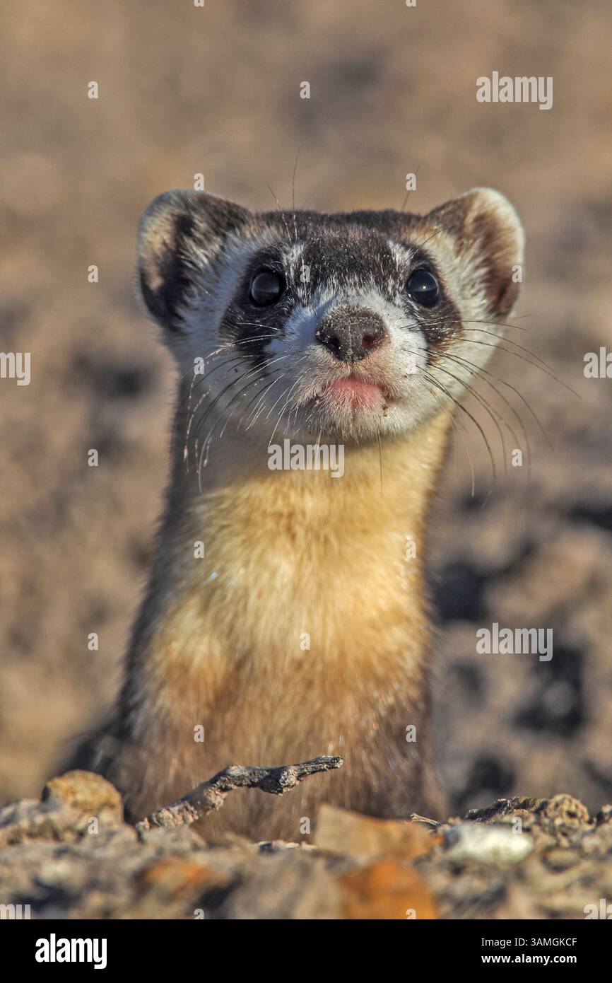 27. August 2013 - Wall, South Dakota, USA - ein gefährdetes Schwarzfuß-Frettchen taucht aus einer Grabstätte eines Prärie-Hundes hervor. Das nächtliche Raubtier ist die einzige einheimische Frettchenart in Nordamerika und galt einst als ausgestorben. (Bild: © Keith R. Crowley/ZUMA Wire/ZUMAPRESS.com) Stockfoto