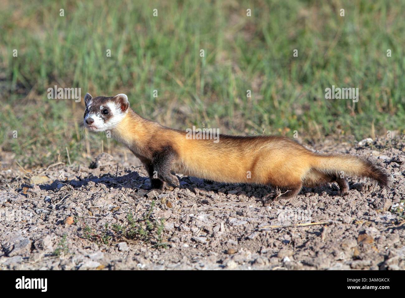 27. August 2013 - Wall, South Dakota, USA - ein gefährdetes Schwarzfuß-Frettchen jagt in einer Prairie-Hundekolonie. Das nächtliche Raubtier ist die einzige einheimische Frettchenart in Nordamerika und galt einst als ausgestorben. (Bild: © Keith R. Crowley/ZUMA Wire/ZUMAPRESS.com) Stockfoto