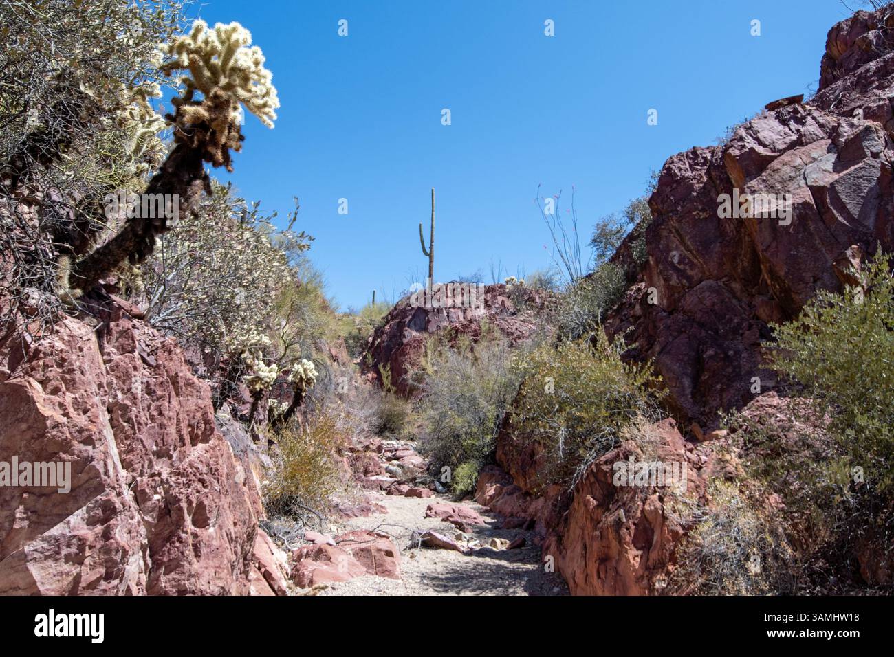 Sonora Wüstenschlucht mit roten Felswänden Stockfoto
