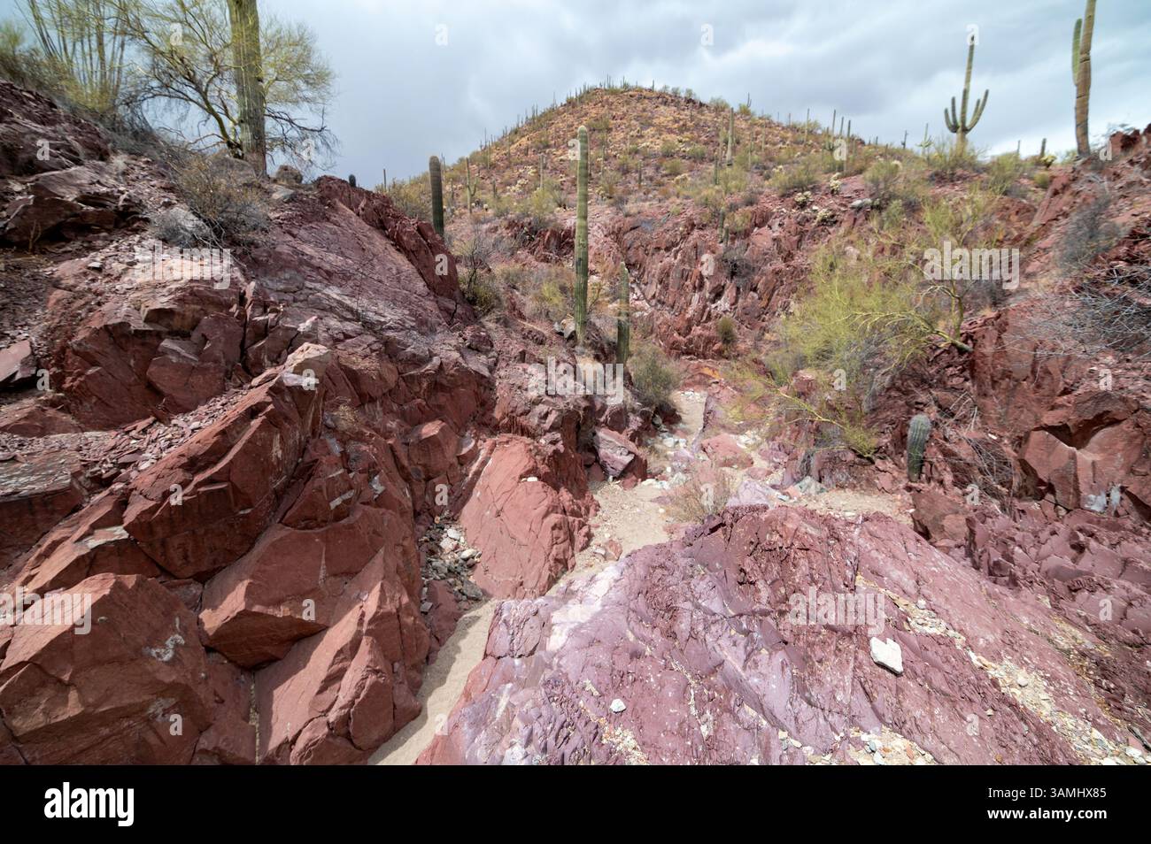 Sonora Wüstenschlucht mit roten Felswänden Stockfoto