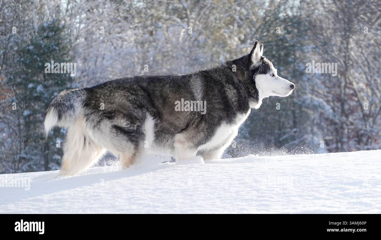 Majestätischer Sibirischer Husky Sprintet Durch Den Winterschnee – Gigapixel Stockfoto