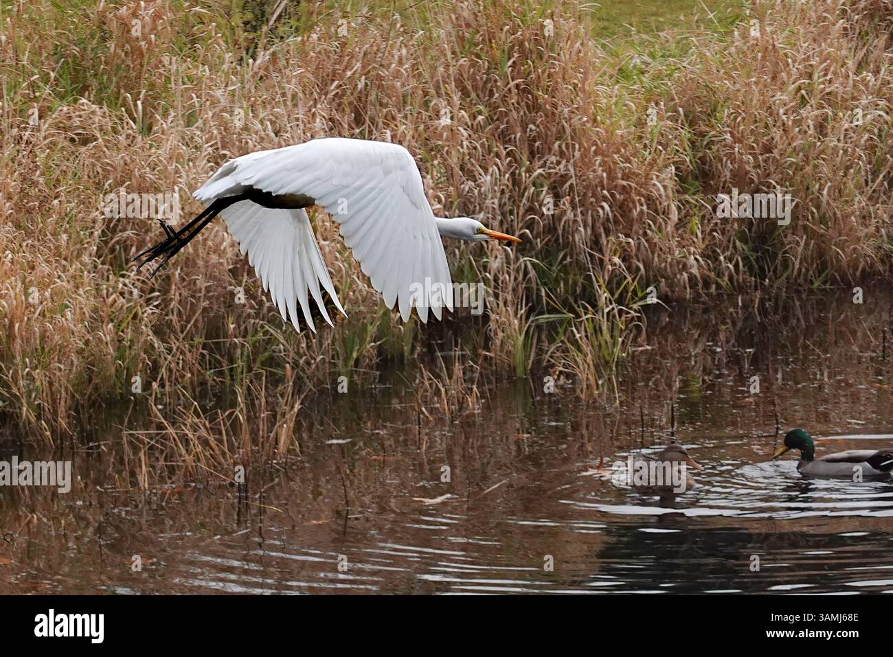 Egret's Flight: Jagen über Sky Meadow Waters Stockfoto