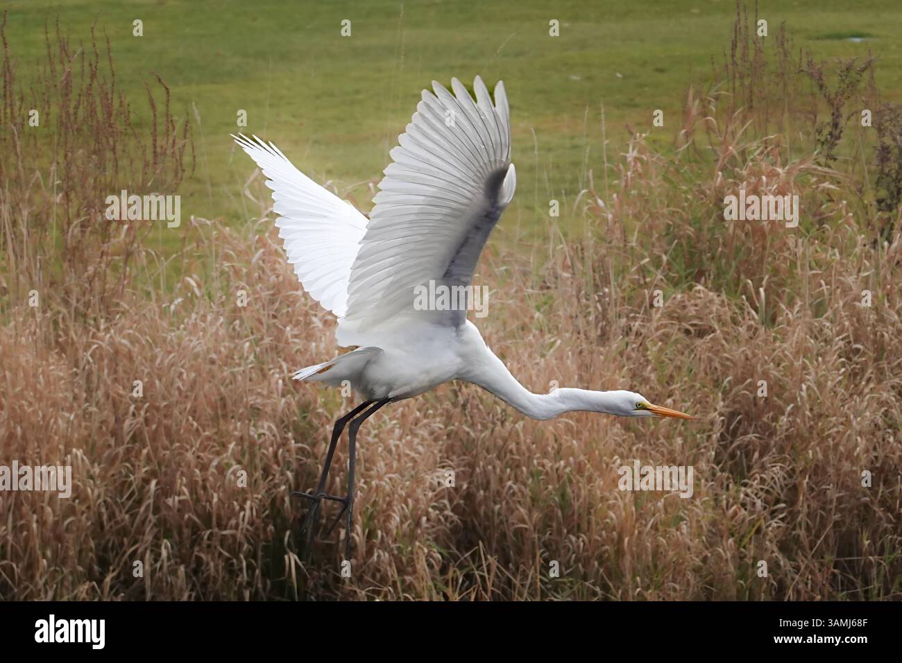 Egret's Flight: Jagen über Sky Meadow Waters Stockfoto