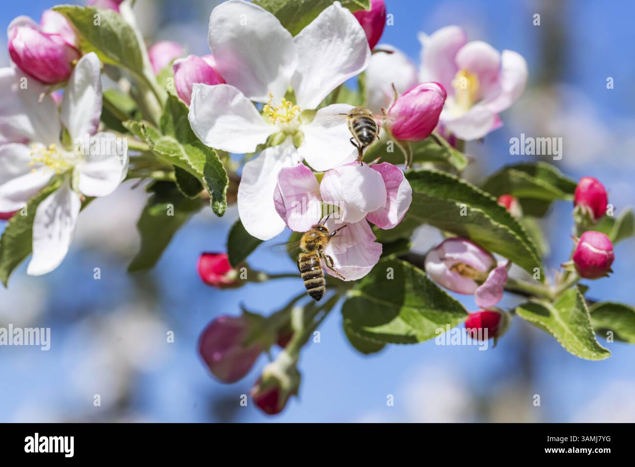 Apfelblüte mit Bienen. Frühling in der Ortenau. Renchen, Baden-Württemberg, Deutschland, Europa Stockfoto
