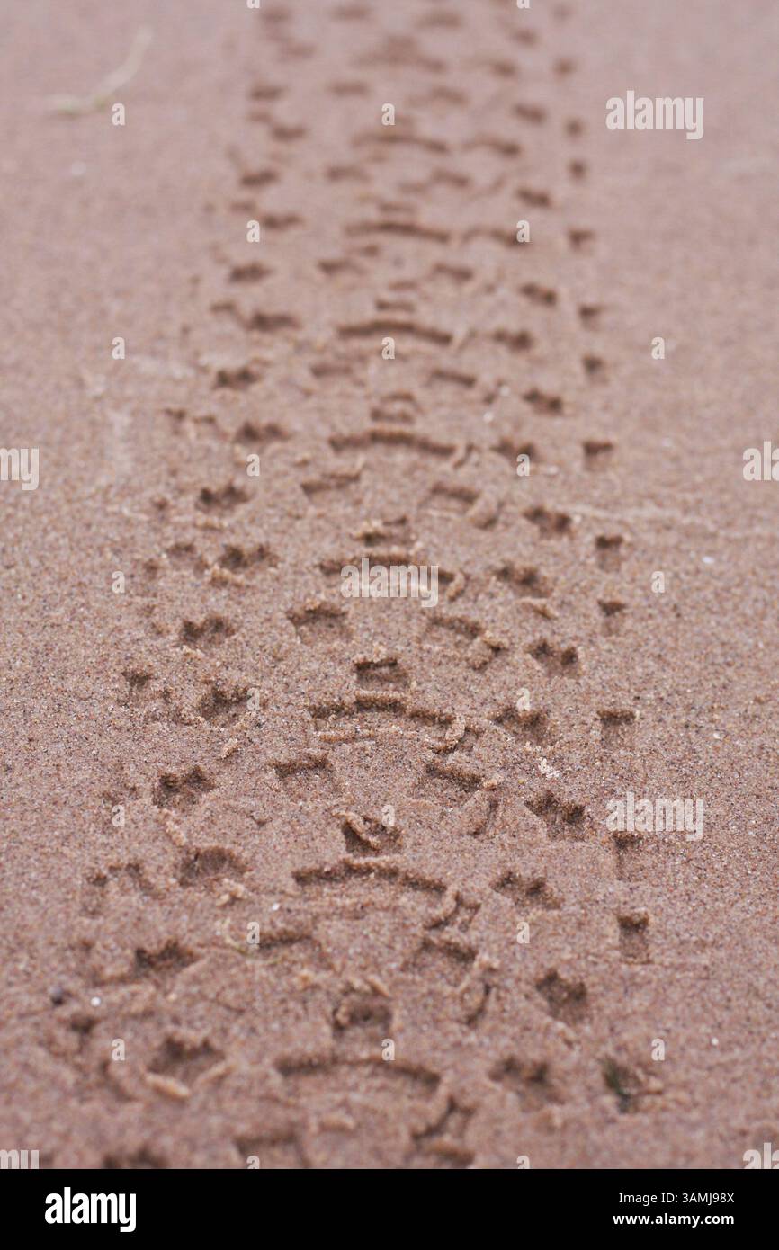 Eine Nahaufnahme einer breiten Radfahrradstrecke über den Sandstrand des Lake Michigan. Stockfoto