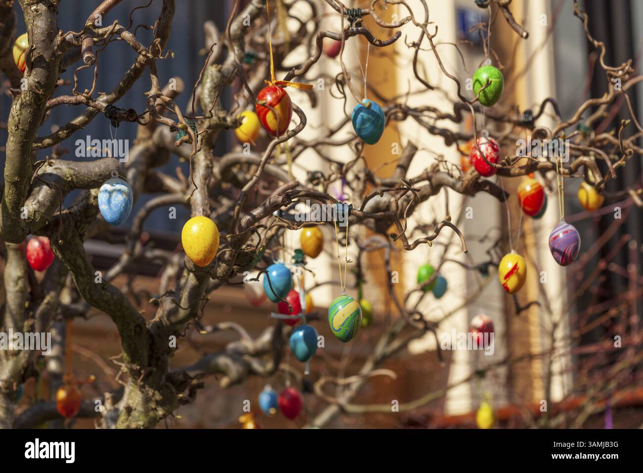 Bunte Ostereier hängen an Ästen als Dekoration im Vorgarten, Bremen, Deutschland, Europa Stockfoto
