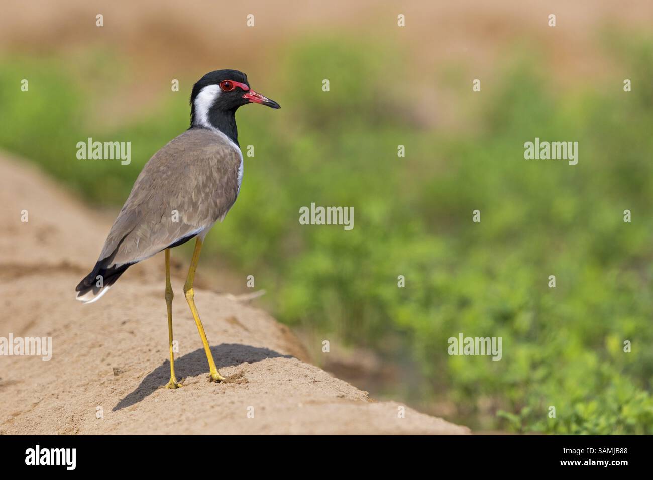 Rotschwingen, (Hoplopterus indicus), (Vanellus indicus), Tiere, Vögel, Watvögel, Plover Family Stockfoto
