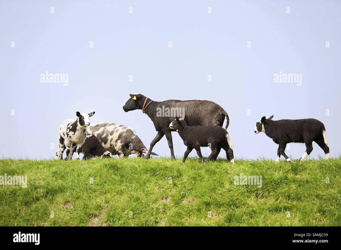 Schwarze Schafe mit Lämmchen in der Wiese Stockfoto