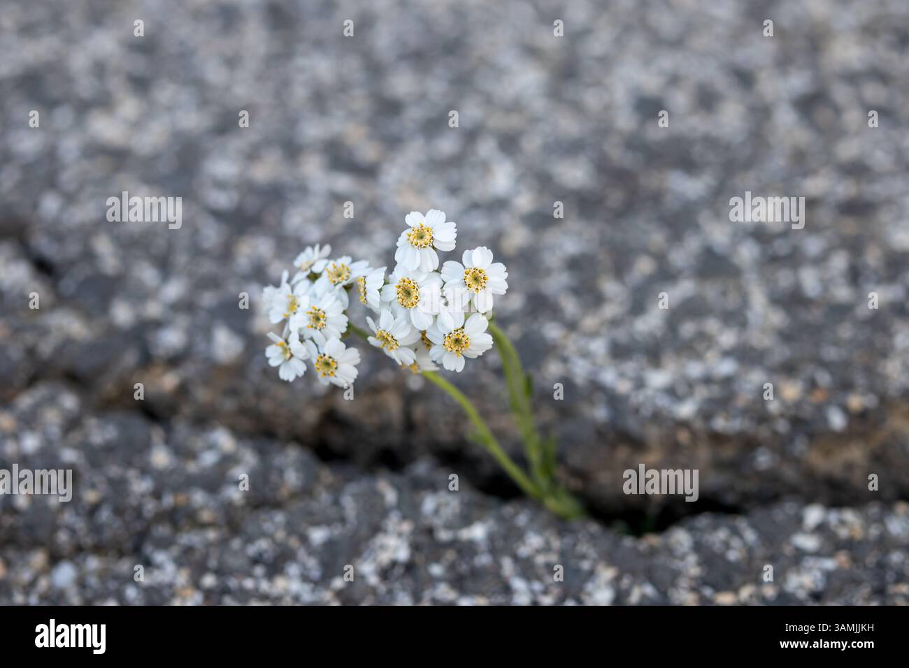 Kleine Weiße Blumen Wachsen Durch Betonrisse Stockfoto