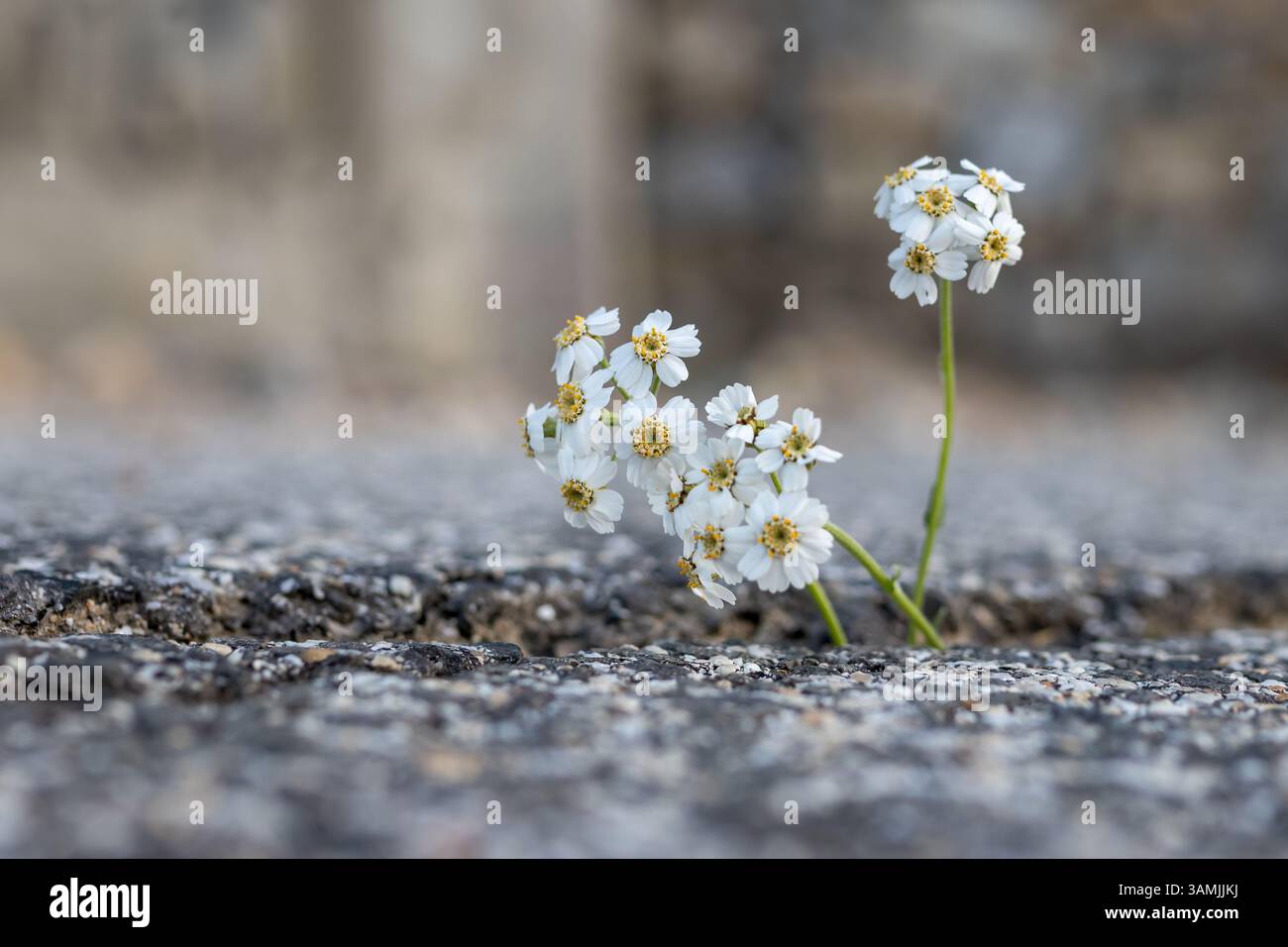 Kleine Weiße Blumen Wachsen Durch Betonrisse Stockfoto