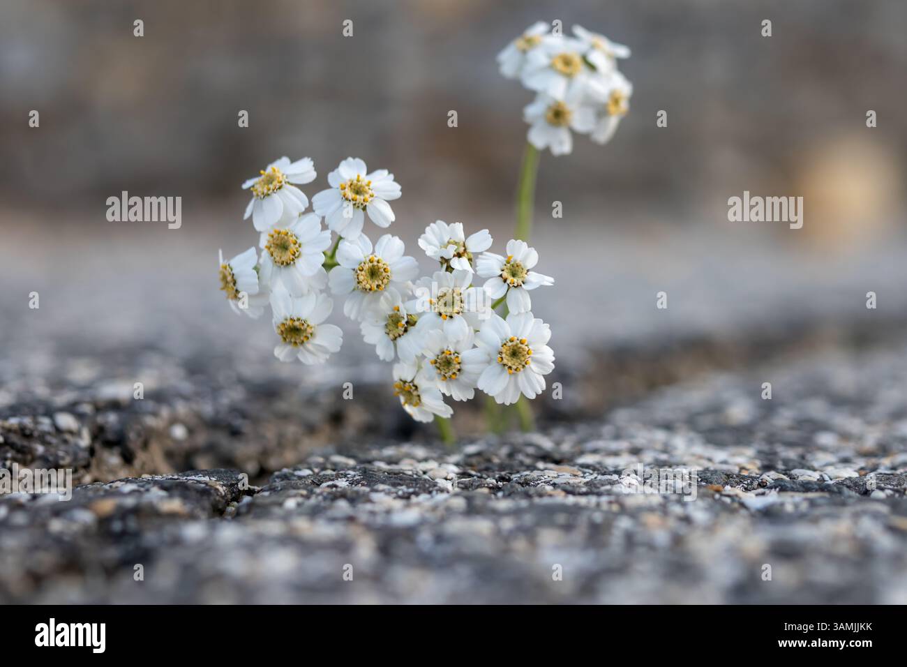 Kleine Weiße Blumen Wachsen Durch Betonrisse Stockfoto