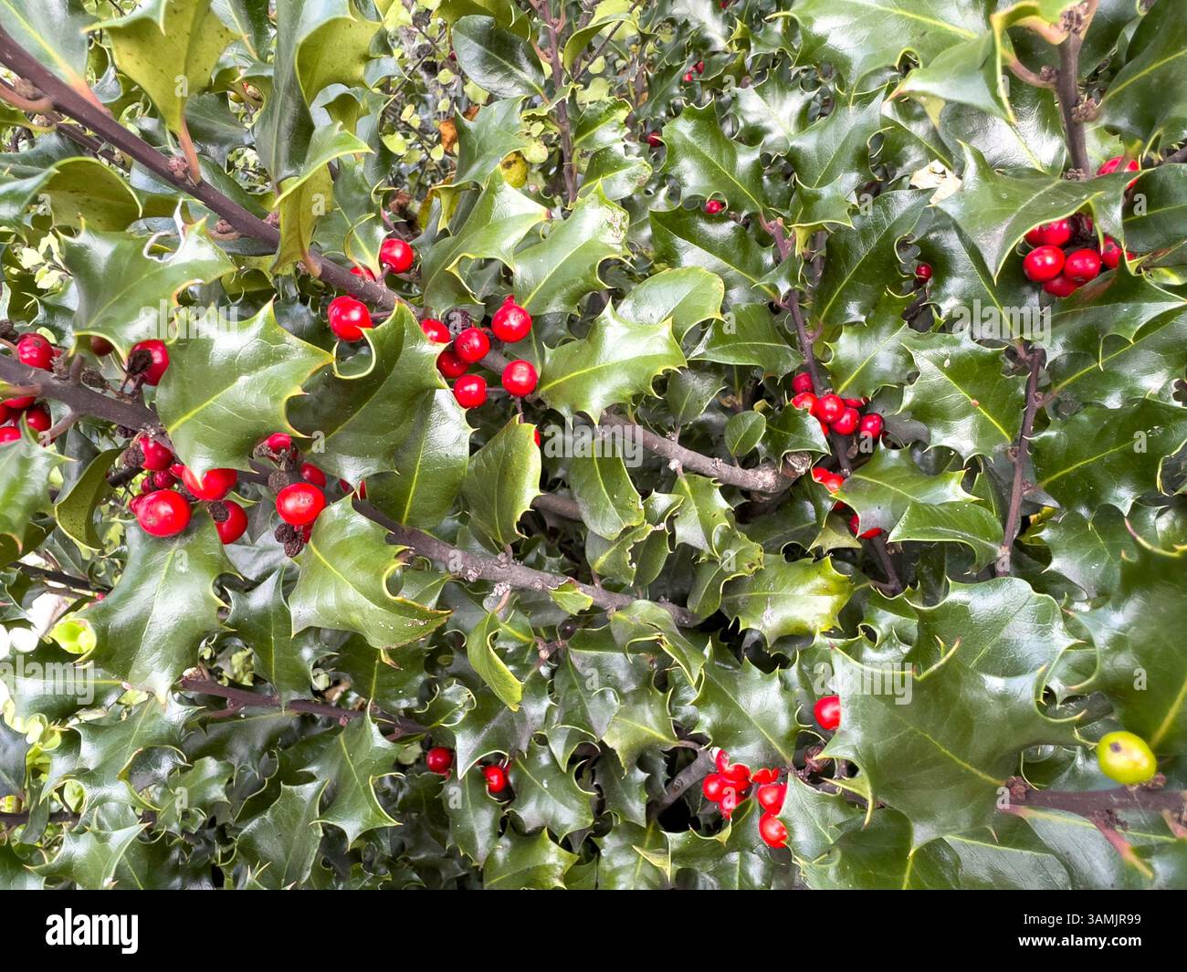 Stechpalme (Ilex aquifolium) Beeren und Blätter, Kaschmir, Christchurch (Ōtautahi), Canterbury, Neuseeland Stockfoto