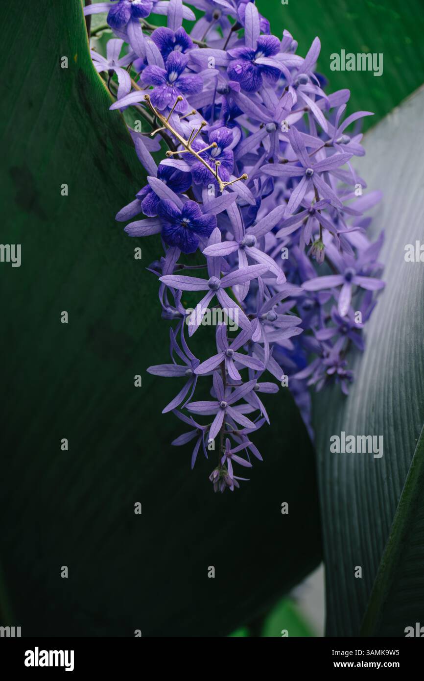 Schließen Sie die violette Kranzblume mit grünen Palmblättern Hintergrund Stockfoto