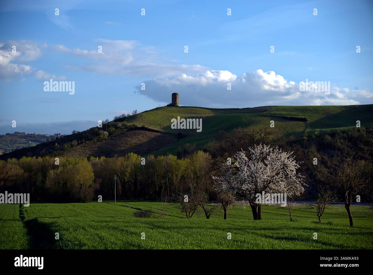 Ciliegio fiorito in un campo verde con sullo sfondo una torre sopra la collina Stockfoto