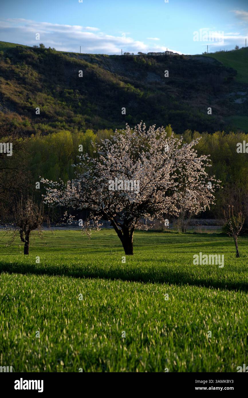 albero di ciliegio fiorito in un campo verde Stockfoto