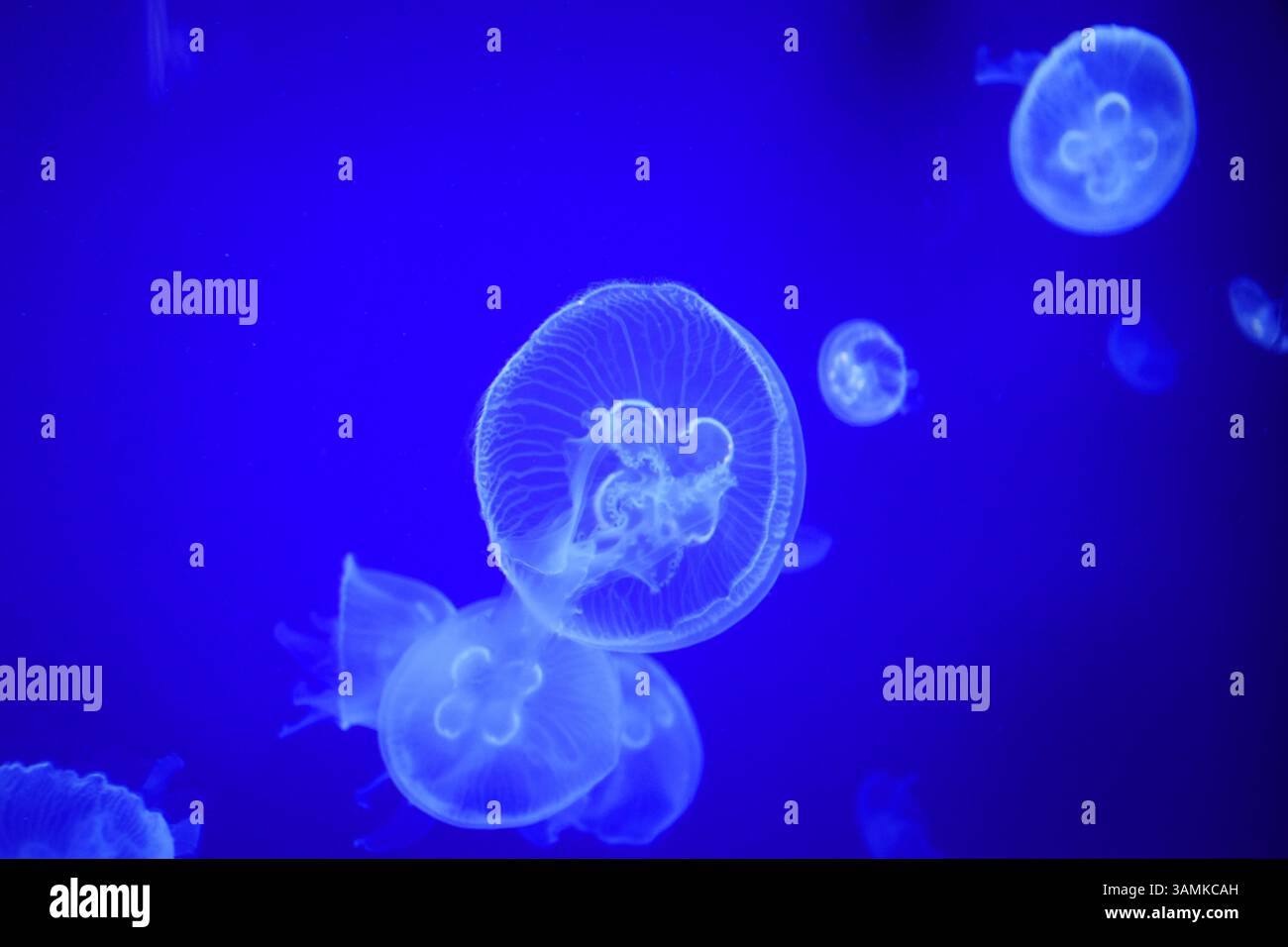 Leuchtende Quallen schweben in tiefblauem Wasser und zeigen ihre transparenten, biolumineszierenden Körper. Eine faszinierende Meereslebewelt, perfekt für Aquarien Stockfoto