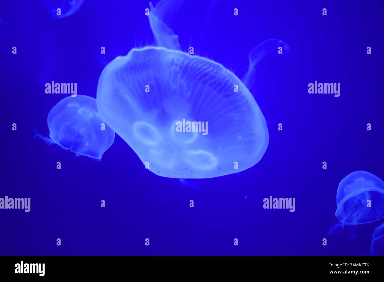 Leuchtende Quallen schweben in tiefblauem Wasser und zeigen ihre transparenten, biolumineszierenden Körper. Eine faszinierende Meereslebewelt, perfekt für Aquarien Stockfoto