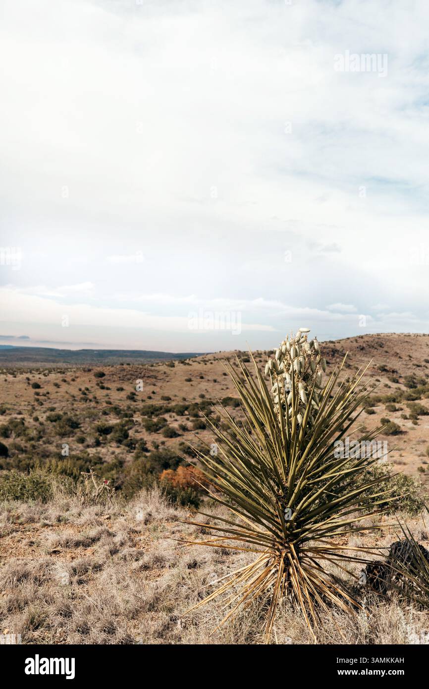 Der junge Joshua-Baum mit Samenkapseln steht in der trockenen Landschaft von West Texas Stockfoto