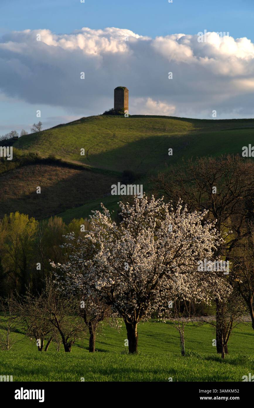 Ciliegio fiorito in un campo verde con sullo sfondo una torre sopra la collina Stockfoto