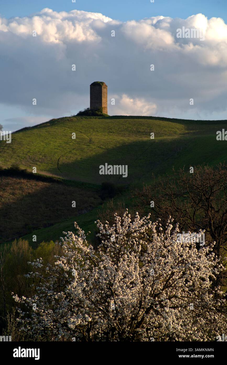 Ciliegio fiorito in un campo verde con sullo sfondo una torre sopra la collina Stockfoto