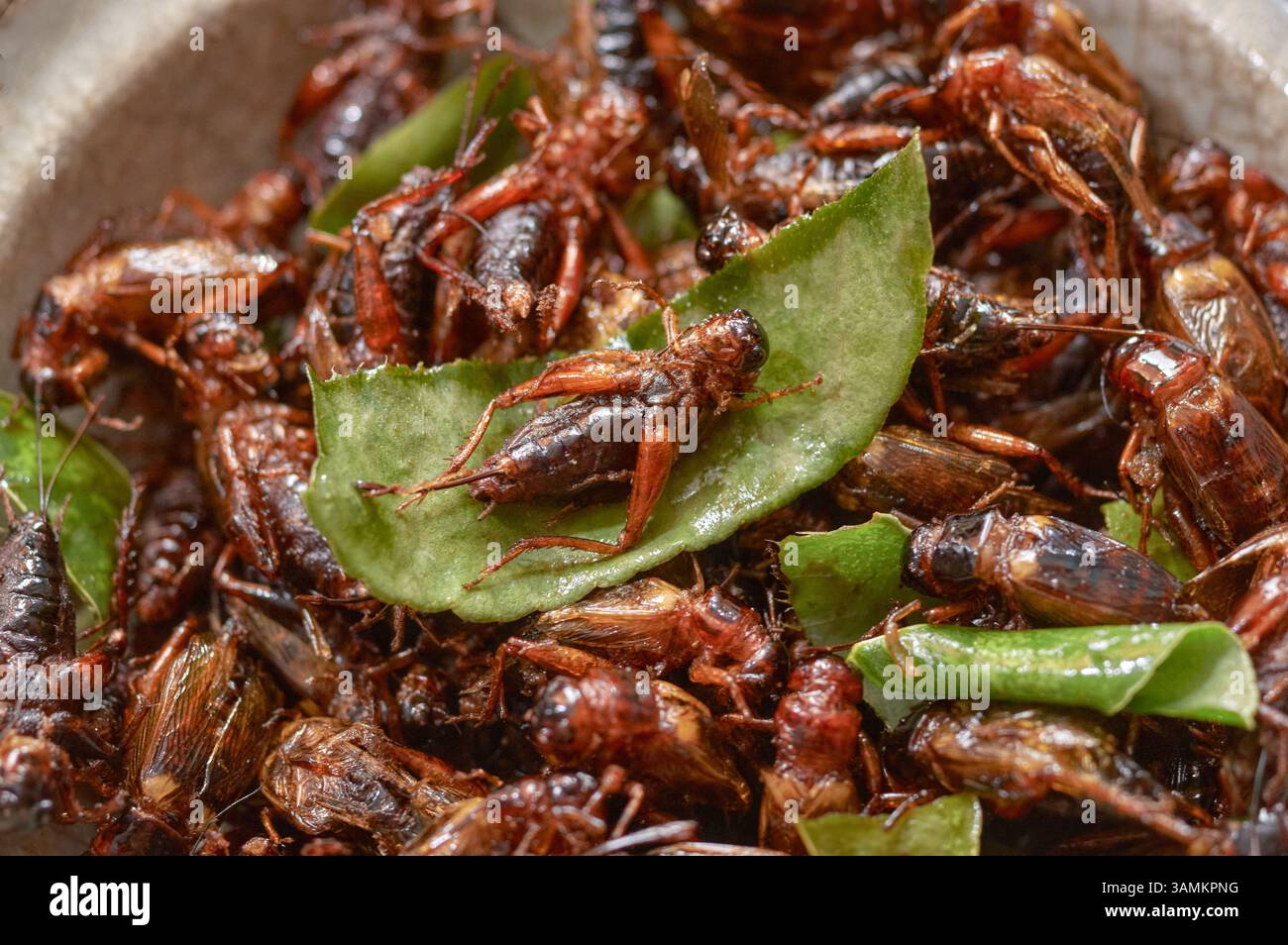 Knusprig gebratene Grillen mit Kaffir-Limettenblättern – Ein einzigartiger Crunch Stockfoto