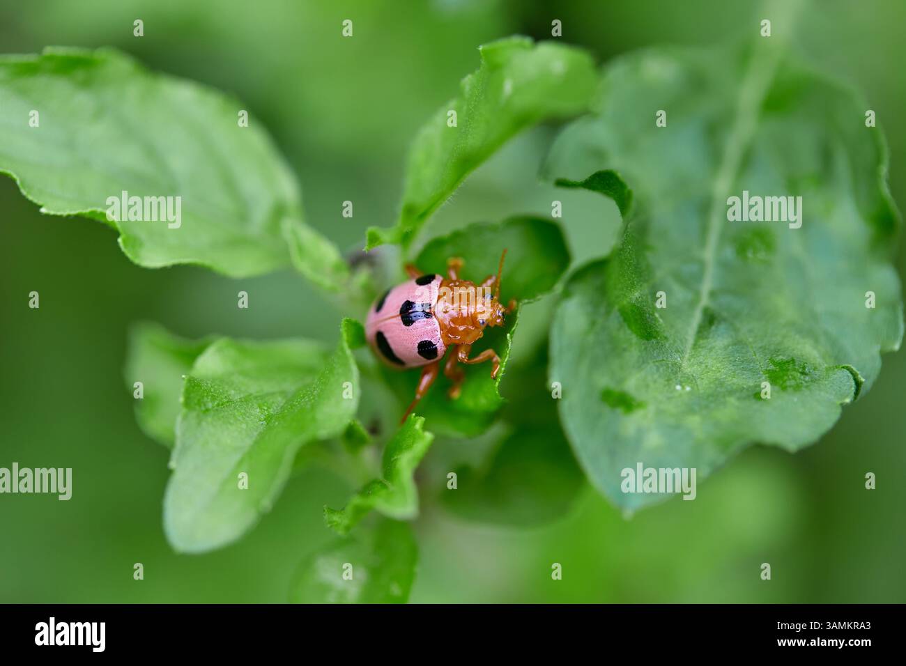 Nahaufnahme von rosa Marienkäfer auf grünem Blatt Stockfoto