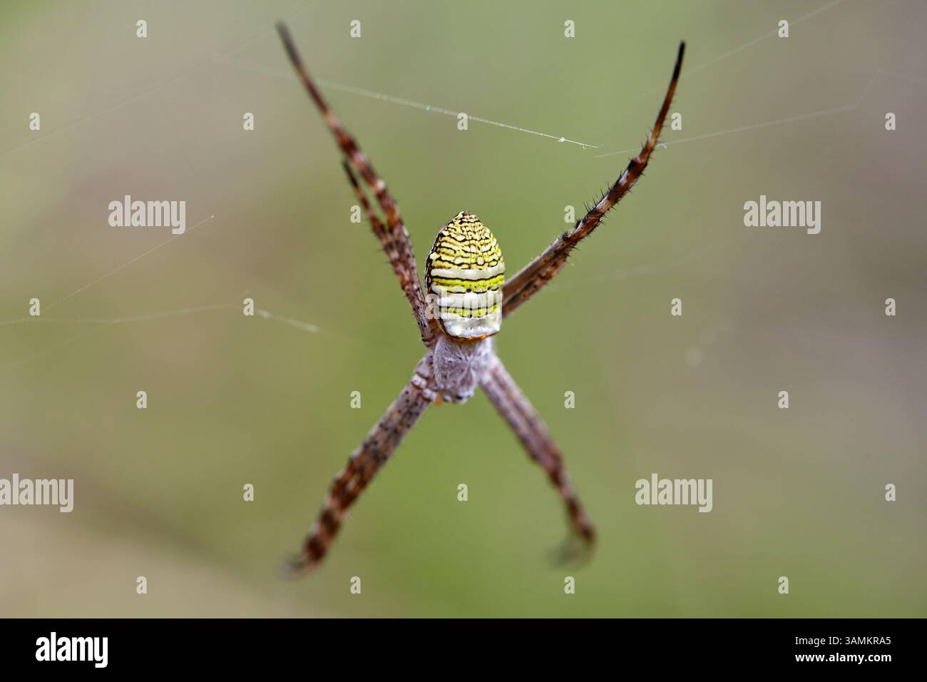 Nahaufnahme der Spinne auf dem Netz im Wald Stockfoto