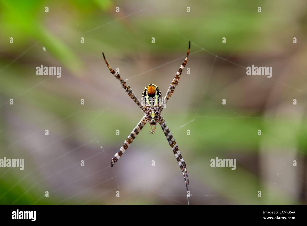 Nahaufnahme der Spinne auf dem Netz im Wald Stockfoto