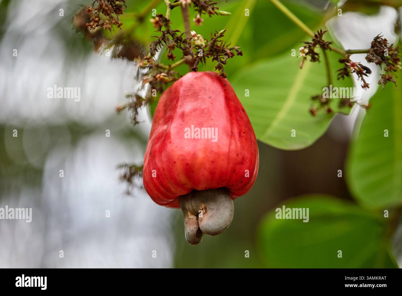 Nahaufnahme der roten Cashew-Nussfrucht, die am Baum hängt Stockfoto