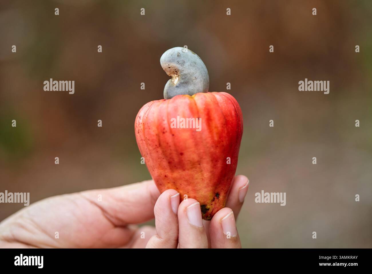 Nahaufnahme einer Frauenhand mit roter Cashew-Nussfrucht Stockfoto