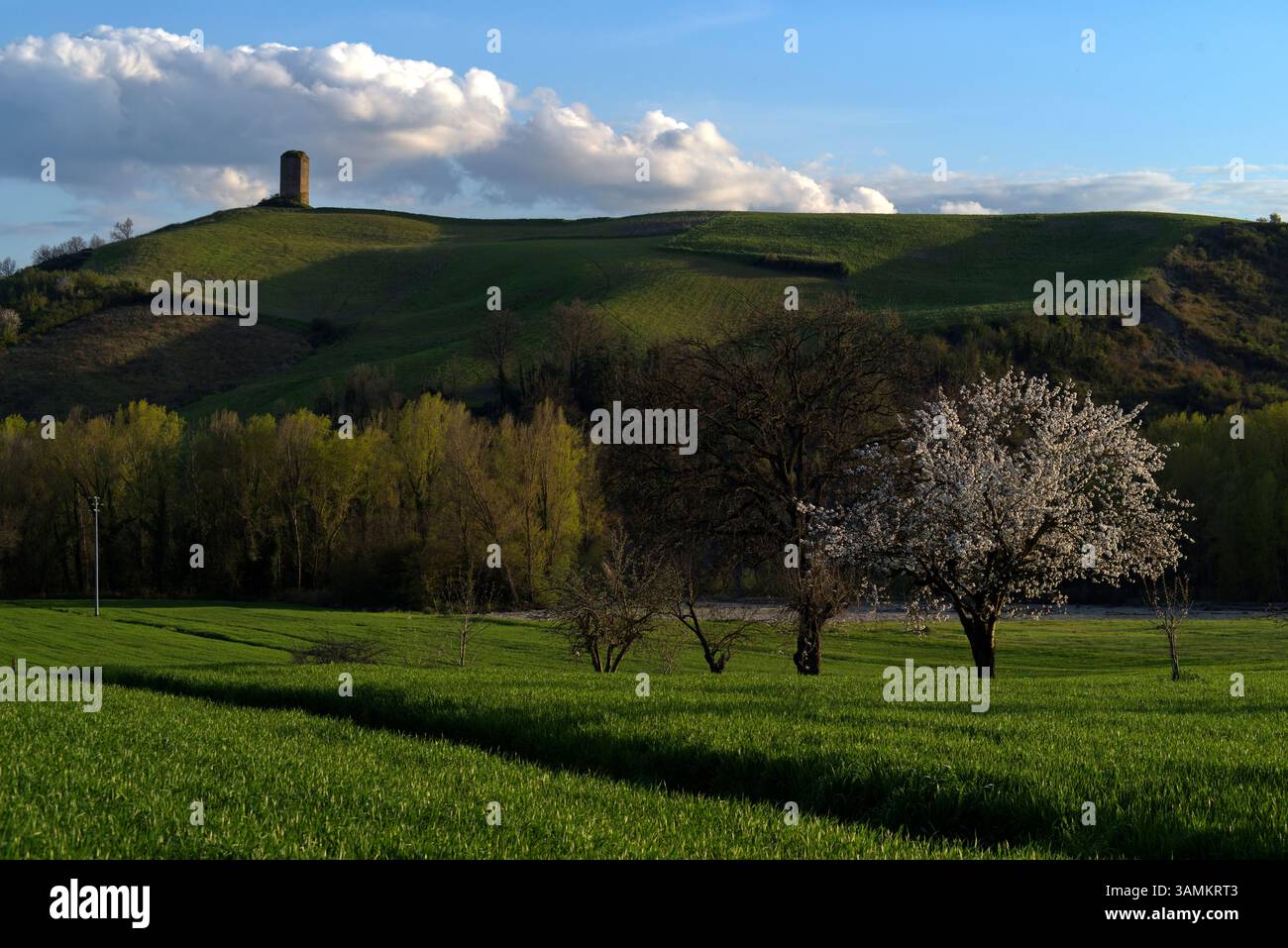 Ciliegio fiorito in un campo verde con sullo sfondo una torre sopra la collina Stockfoto