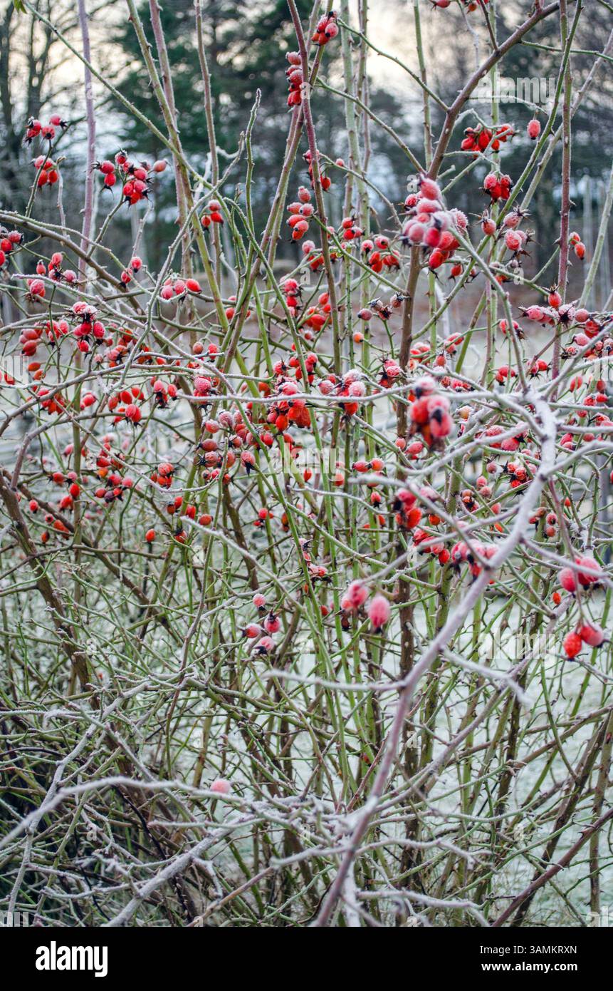 Gefrorene Hagebutte, im frühen Winter. Stammt aus der lateinischen Familie der Rosaceae. Stockfoto