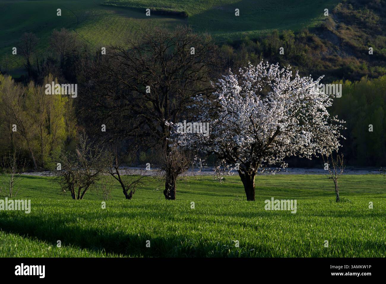 albero di ciliegio fiorito in un campo verde Stockfoto