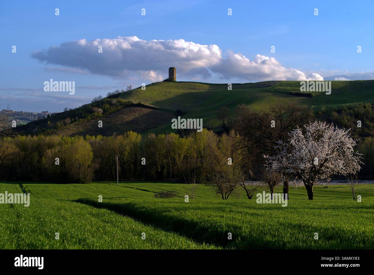 Ciliegio fiorito in un campo verde con sullo sfondo una torre sopra la collina Stockfoto
