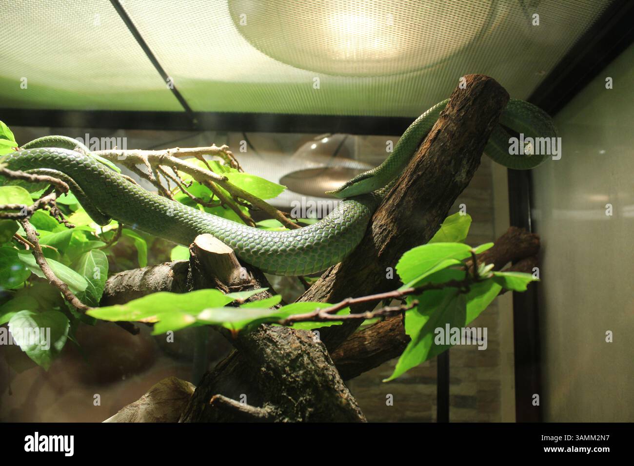 Philodryas baroni grünlange Schlange krabbelt auf Ästen und schlängelt sich im Terrarium Stockfoto