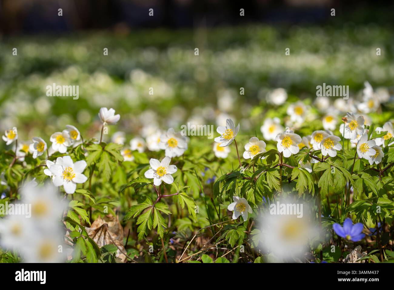 Holzanemone (Anemone nemorosa) im Wald. Holzanemone oder Windblume ist eine antike Art von Waldindikatorenarten. Holzanemonen in einem Naturschutzgebiet. Stockfoto